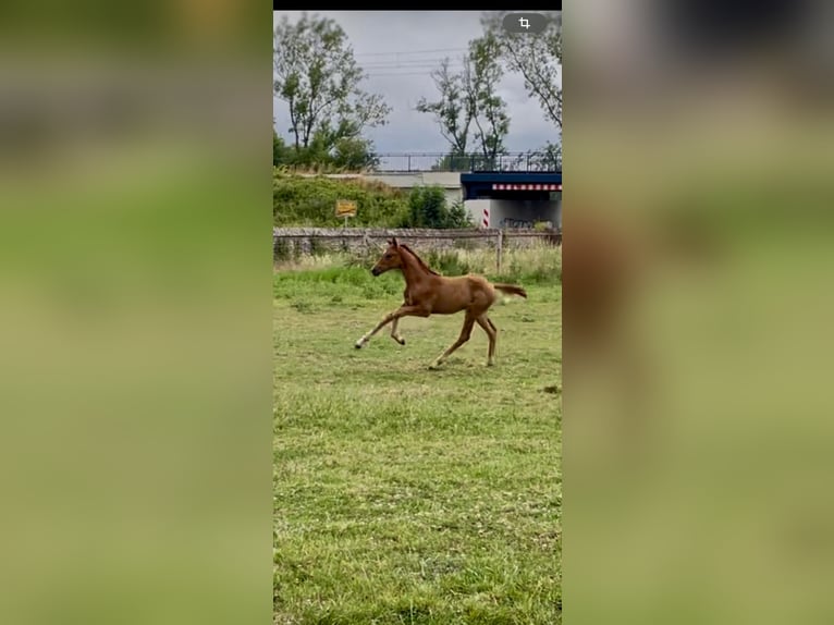 Westfale Stute 1 Jahr 170 cm Fuchs in Unna