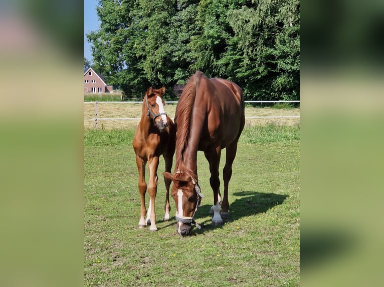 Westfale Stute 1 Jahr 172 cm Fuchs in Velen