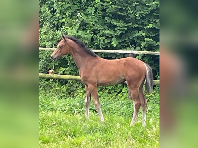 Westfale Stute 1 Jahr 173 cm Brauner in Wülperode