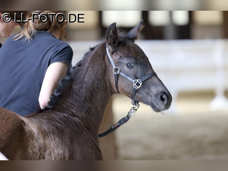 Westfale Stute 1 Jahr 173 cm Schwarzbrauner in Billerbeck