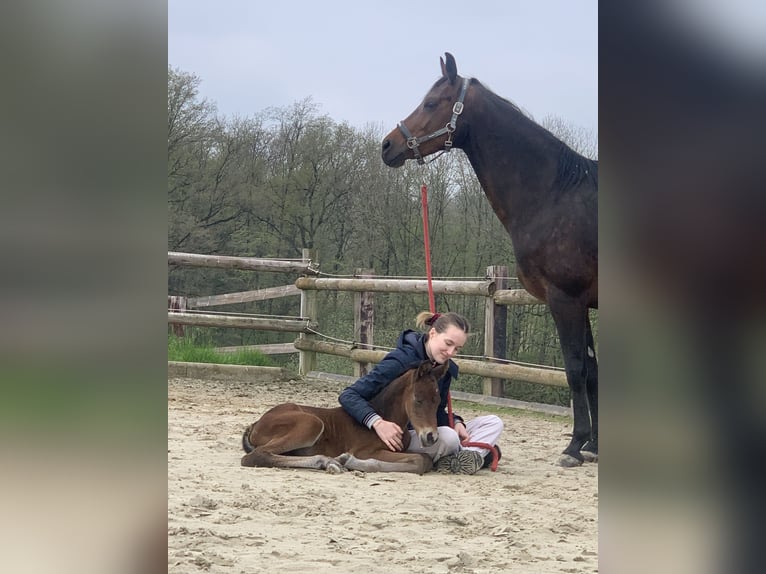 Westfale Stute 1 Jahr 174 cm Dunkelbrauner in Billerbeck