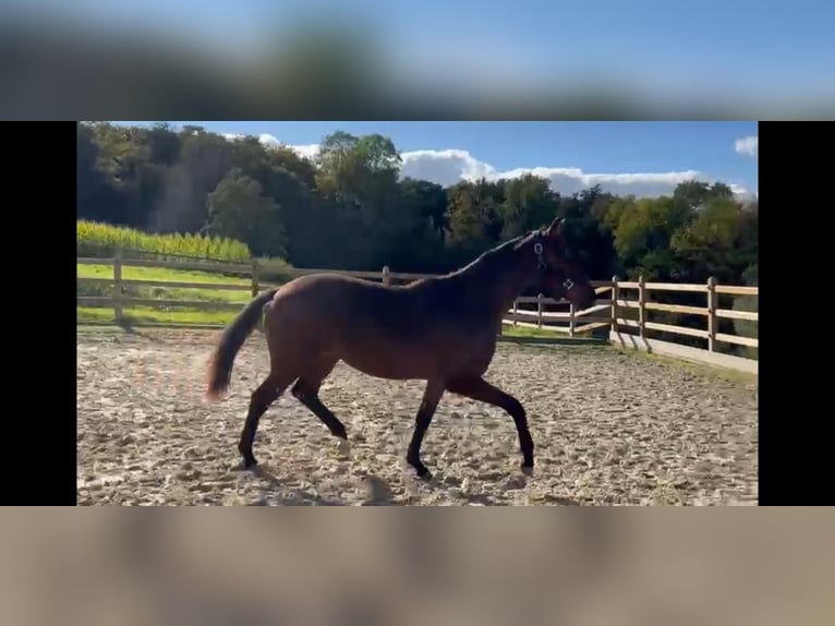 Westfale Stute 1 Jahr 174 cm Dunkelbrauner in Billerbeck