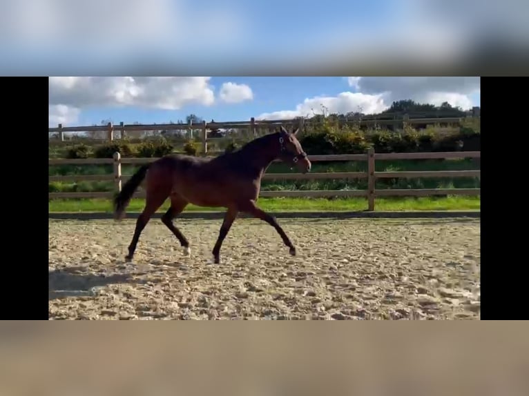 Westfale Stute 1 Jahr 174 cm Dunkelbrauner in Billerbeck