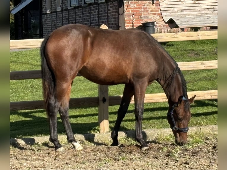 Westfale Stute 1 Jahr 174 cm Dunkelbrauner in Billerbeck