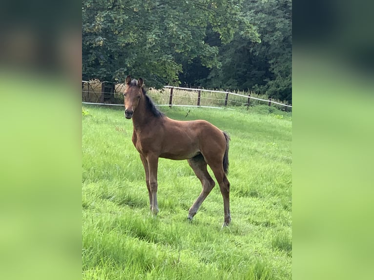 Westfale Stute 1 Jahr 174 cm Dunkelbrauner in Billerbeck