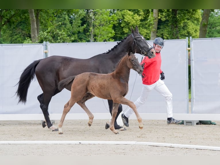 Westfale Stute 1 Jahr Brauner in Legden