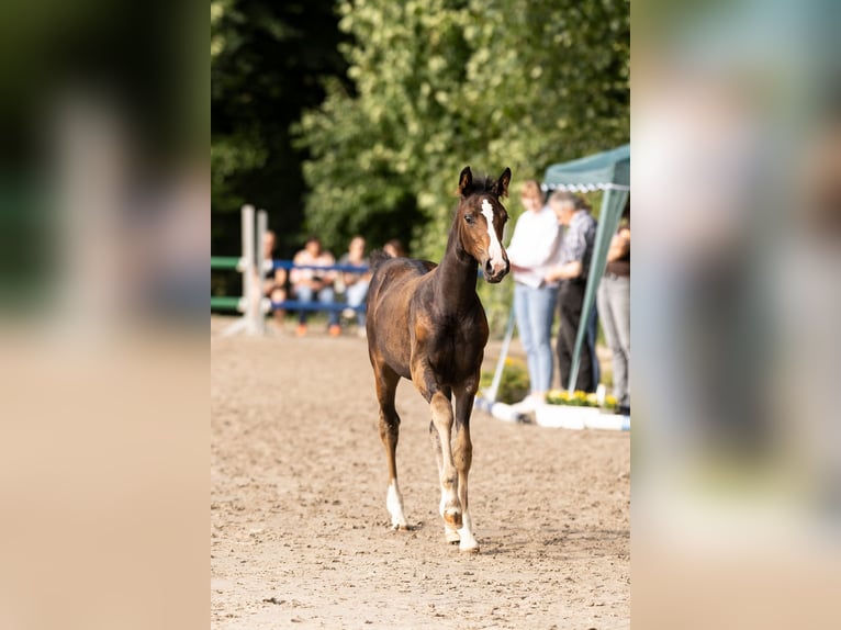 Westfale Stute 1 Jahr Brauner in Porta Westfalica