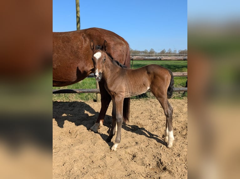 Westfale Stute 1 Jahr Brauner in Vreden