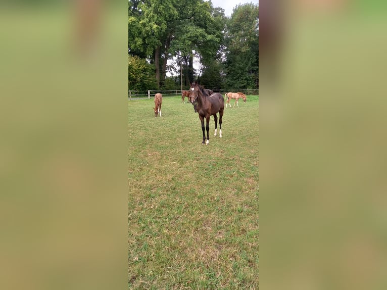 Westfale Stute 1 Jahr Brauner in Vreden