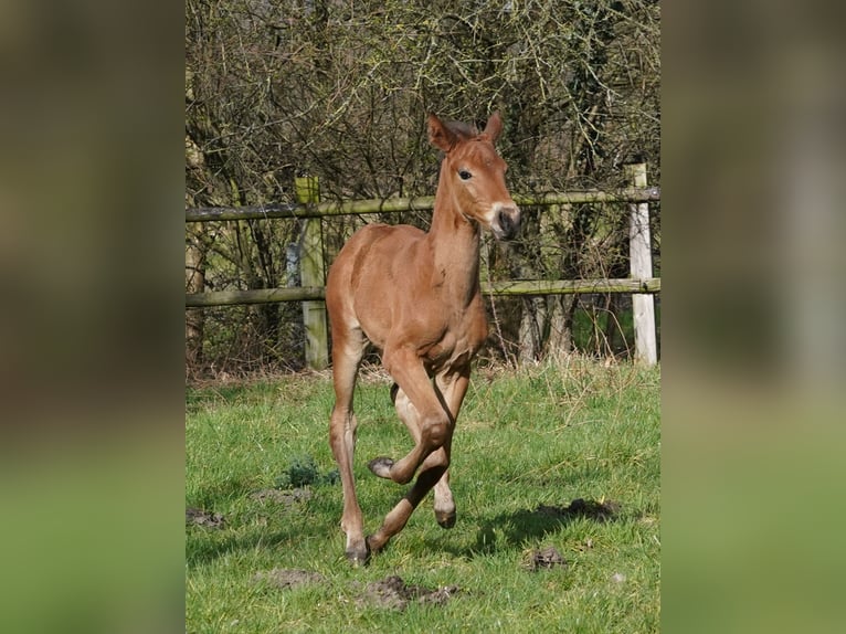 Westfale Stute 1 Jahr Brauner in Hamm