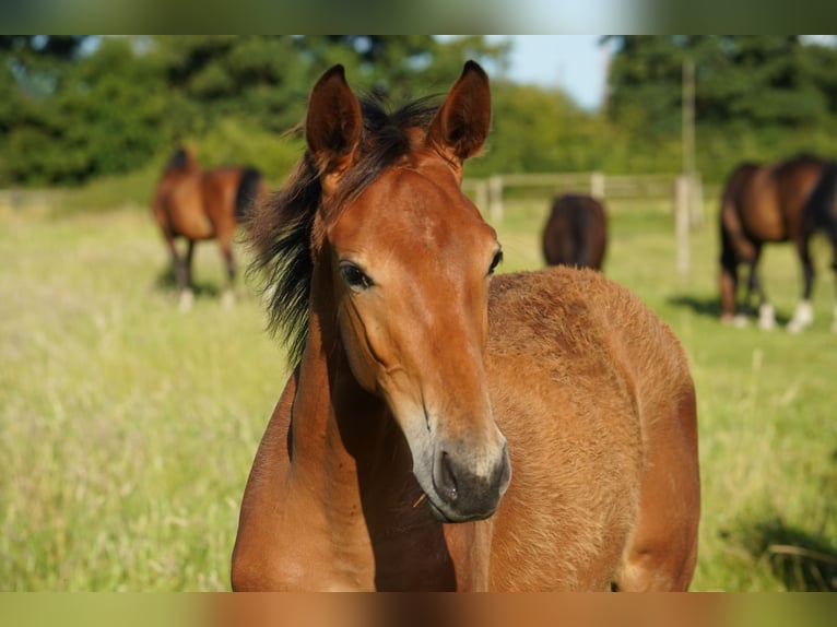 Westfale Stute 1 Jahr Brauner in Hamm