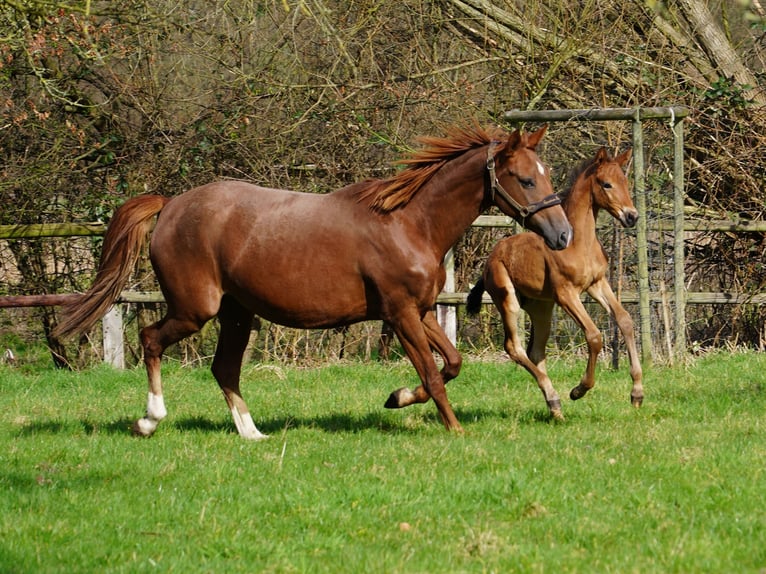 Westfale Stute 1 Jahr Brauner in Hamm