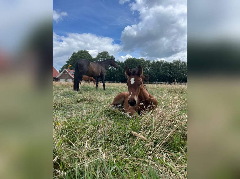 Westfale Stute 1 Jahr Brauner in Lingen