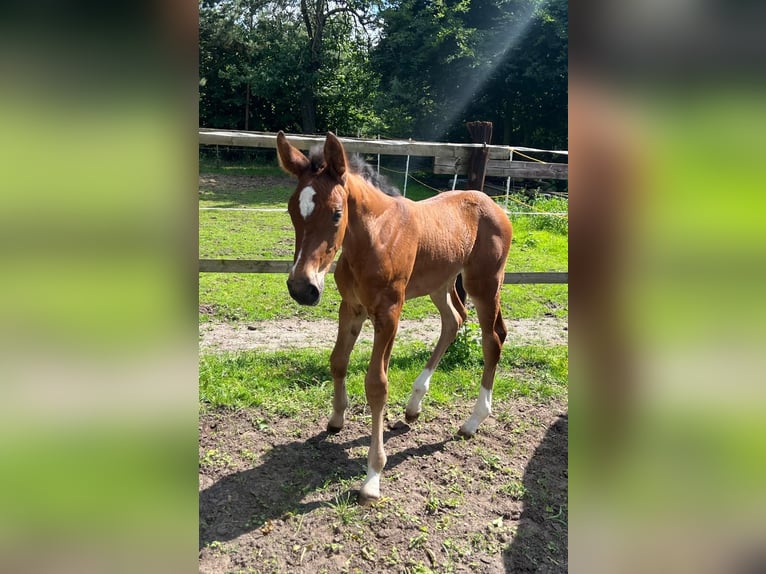 Westfale Stute 1 Jahr Brauner in Lingen
