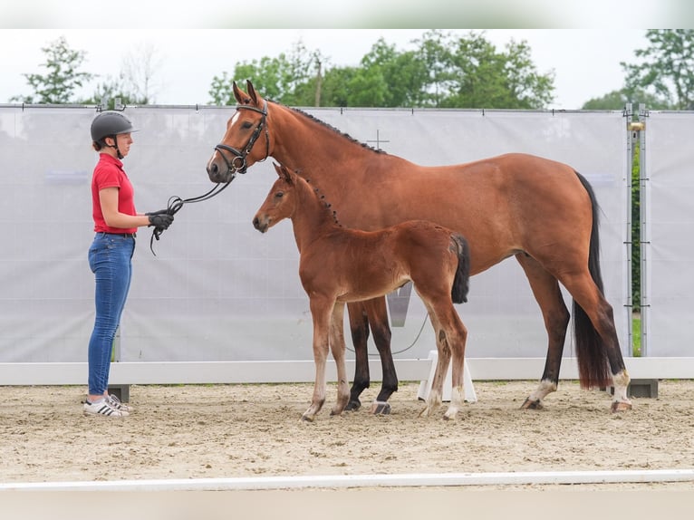 Westfale Stute 1 Jahr Brauner in Selm