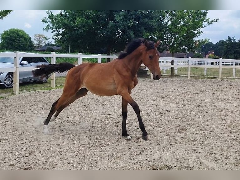 Westfale Stute 1 Jahr Brauner in Selm