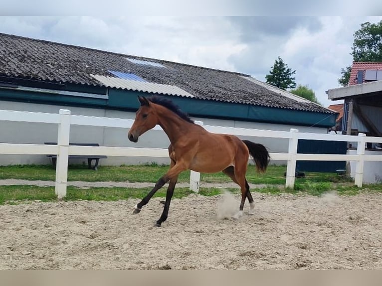Westfale Stute 1 Jahr Brauner in Selm