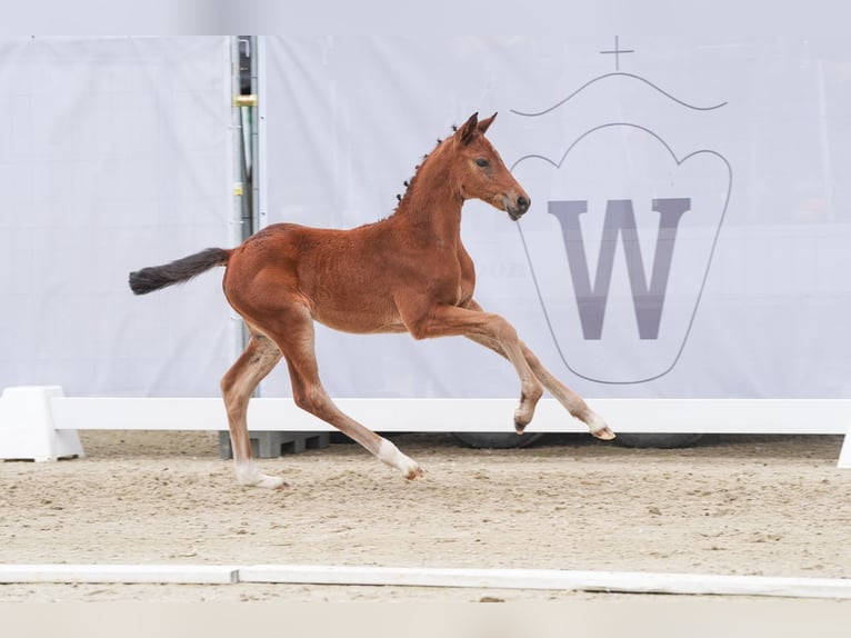 Westfale Stute 1 Jahr Brauner in Selm