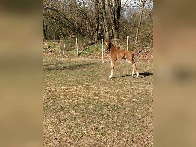 Westfale Stute 1 Jahr  in Greven