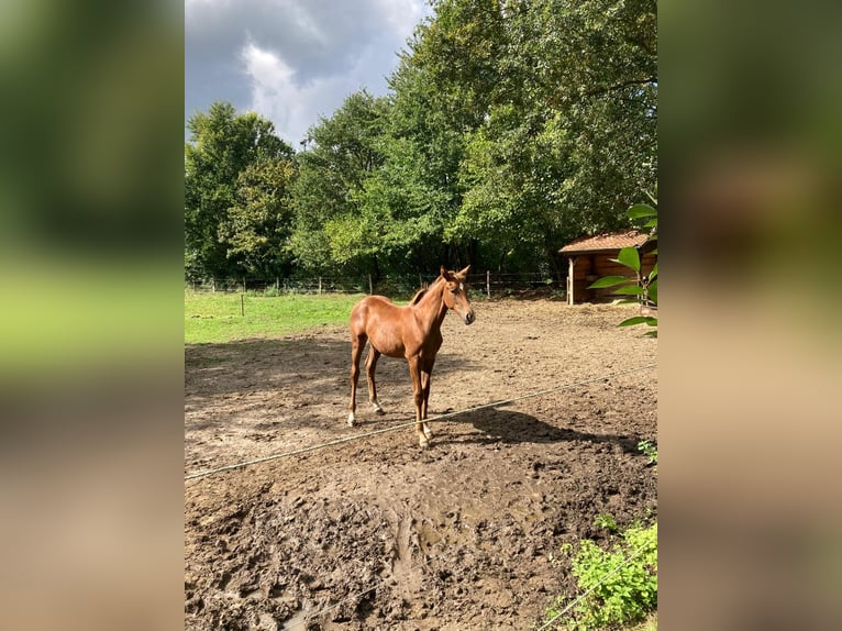 Westfale Stute 1 Jahr  in Greven