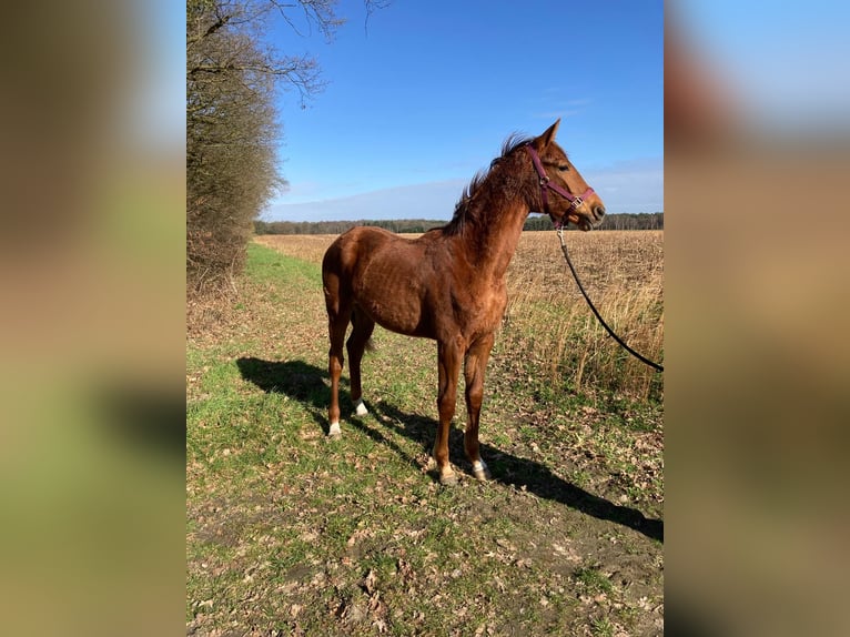 Westfale Stute 1 Jahr  in Greven