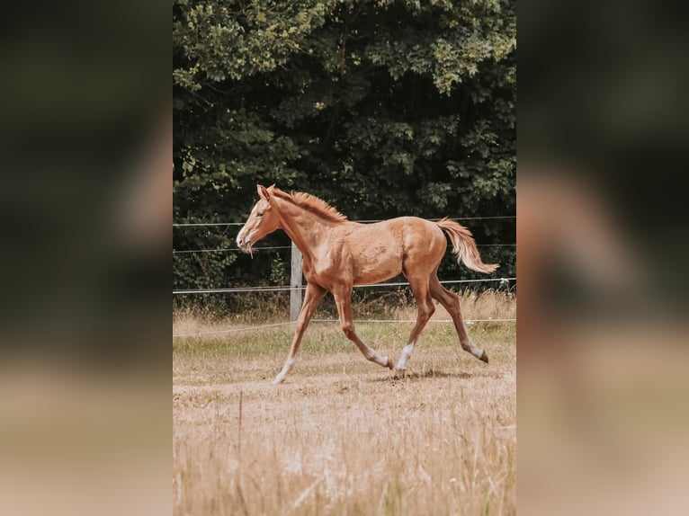 Westfale Stute 1 Jahr  in Greven