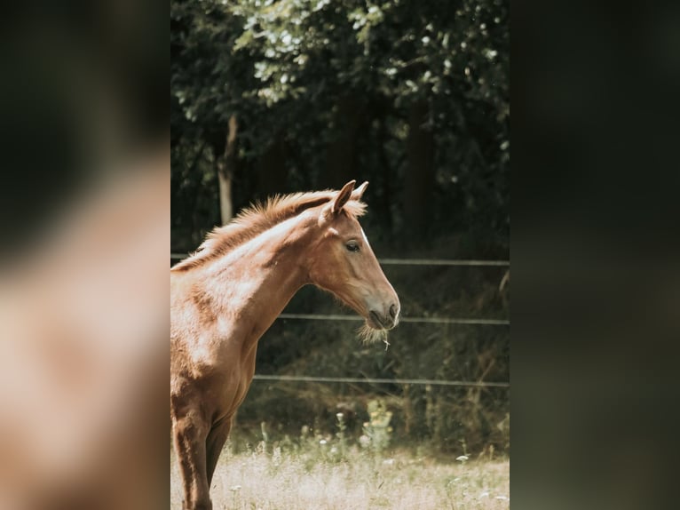 Westfale Stute 1 Jahr  in Greven