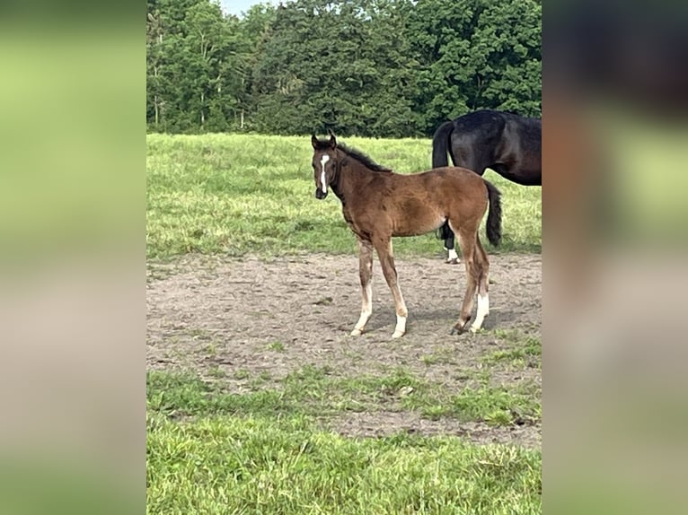 Westfale Stute 1 Jahr Dunkelbrauner in Soest