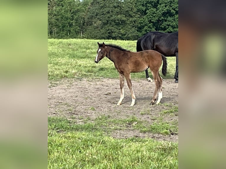 Westfale Stute 1 Jahr Dunkelbrauner in Soest