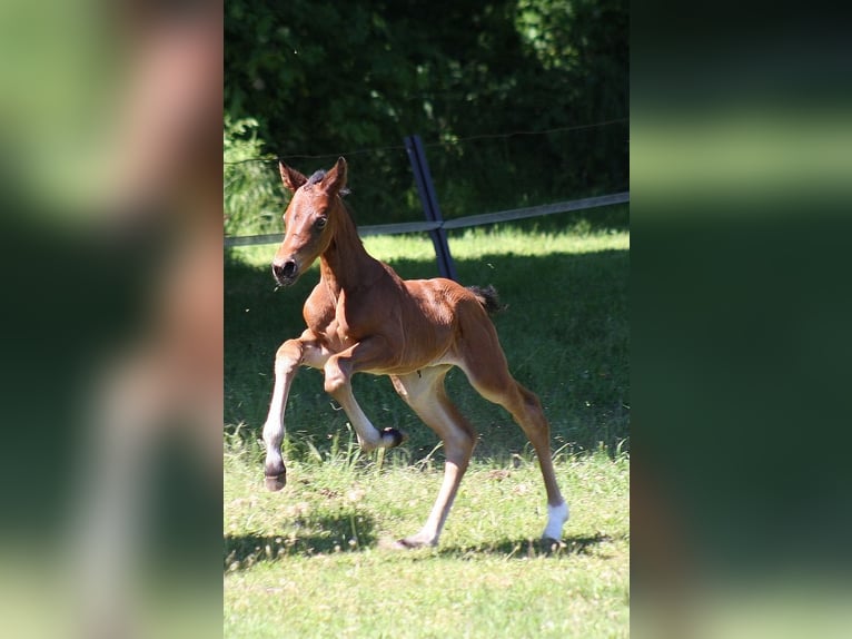 Westfale Stute 1 Jahr Dunkelbrauner in Wesel