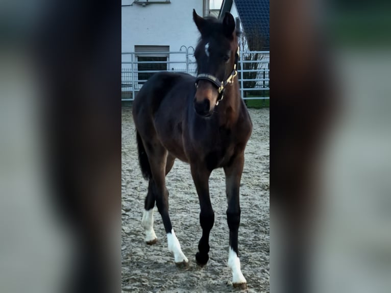 Westfale Stute 1 Jahr Dunkelbrauner in Borchen