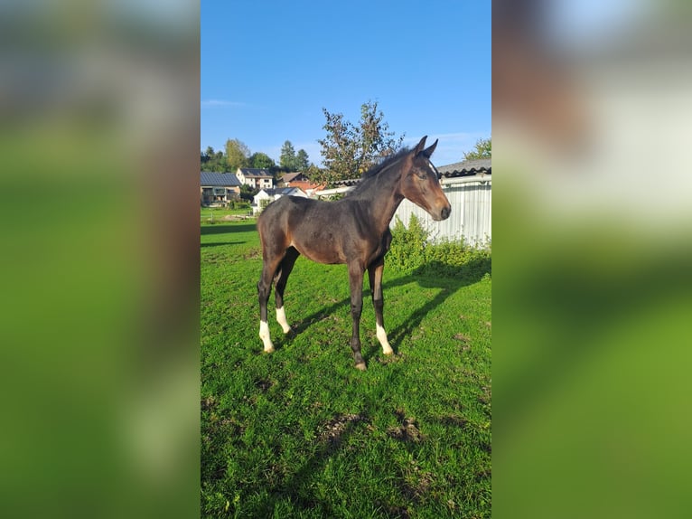 Westfale Stute 1 Jahr Dunkelbrauner in Borchen