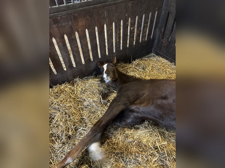 Westfale Stute 1 Jahr Fuchs in Raesfeld