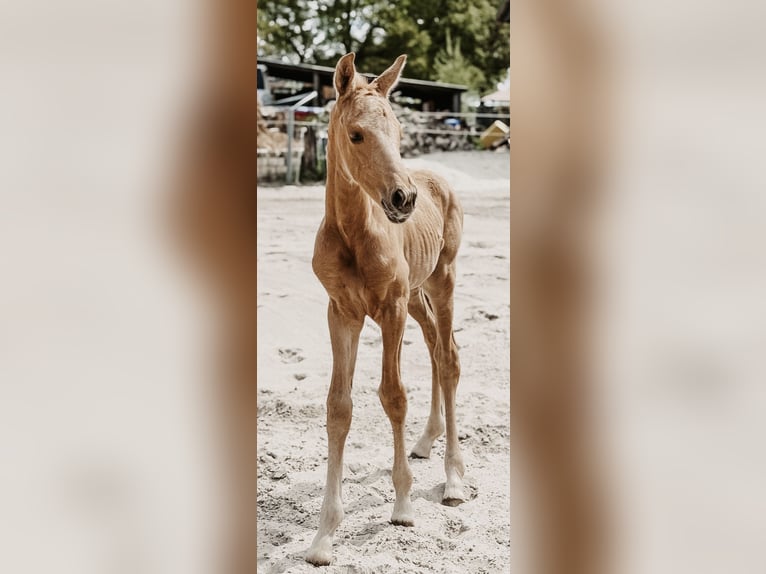 Westfale Stute 1 Jahr Palomino in Ihlow