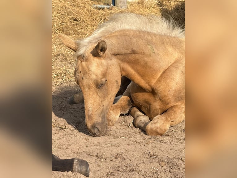 Westfale Stute 1 Jahr Palomino in Ihlow