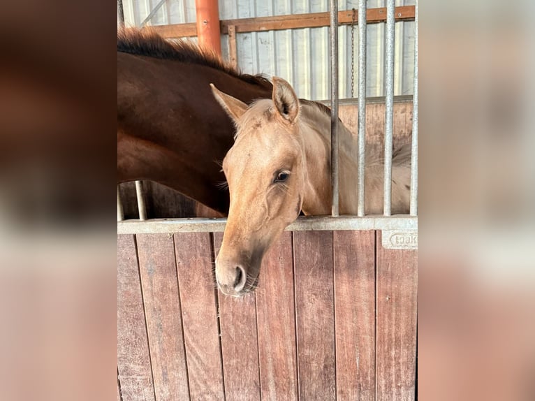 Westfale Stute 1 Jahr Palomino in Ihlow