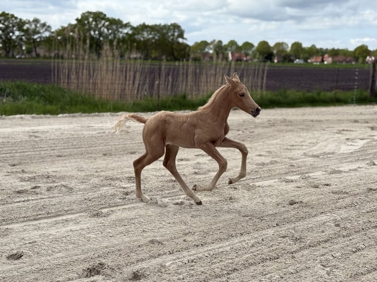 Westfale Stute 1 Jahr Palomino in Ihlow