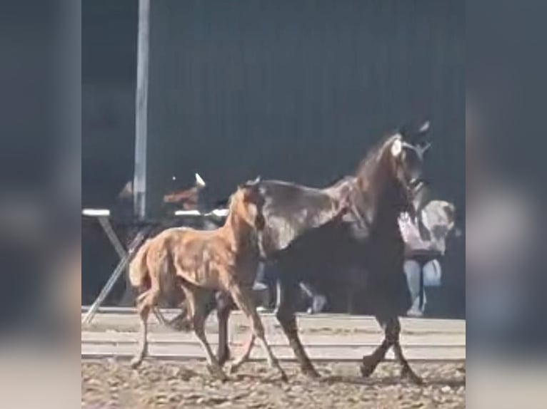 Westfale Stute 1 Jahr Palomino in Ihlow