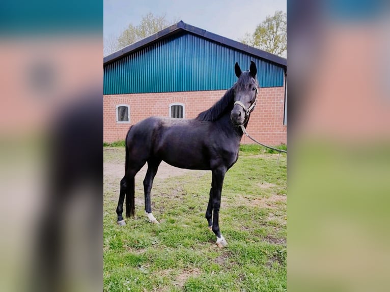 Westfale Stute 1 Jahr Rappe in Tecklenburg