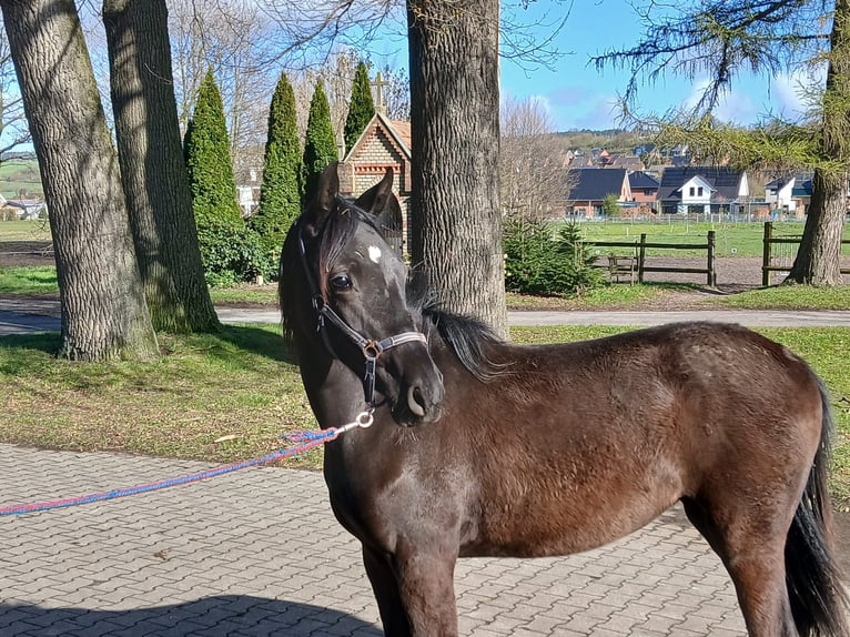Westfale Stute 1 Jahr Rappe in Tecklenburg
