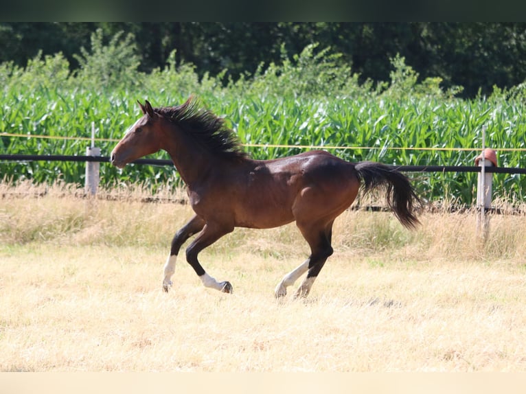 Westfale Stute 1 Jahr Schwarzbrauner in Greven