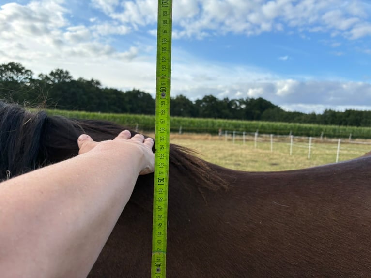 Westfale Stute 1 Jahr Schwarzbrauner in Greven
