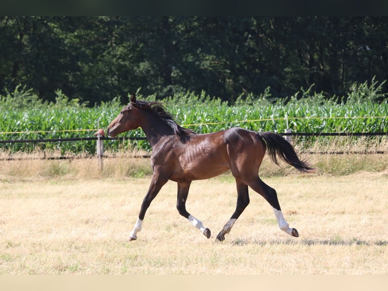 Westfale Stute 1 Jahr Schwarzbrauner in Greven