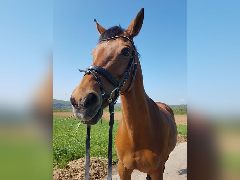 Westfale Stute 20 Jahre 158 cm in Weil der Stadt