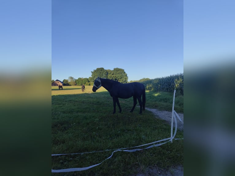 Westfale Stute 20 Jahre 160 cm Schwarzbrauner in Ganderkesee