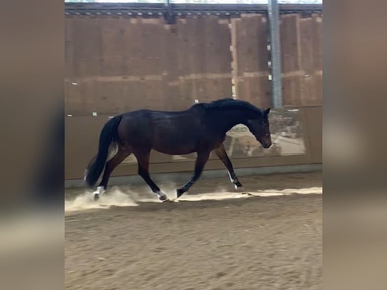 Westfale Stute 20 Jahre 165 cm Brauner in Wildeshausen
