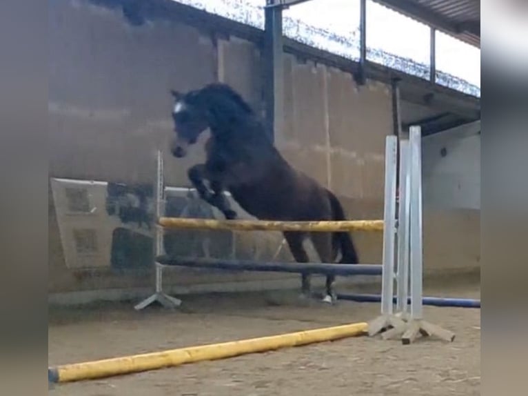 Westfale Stute 20 Jahre 165 cm Brauner in Wildeshausen