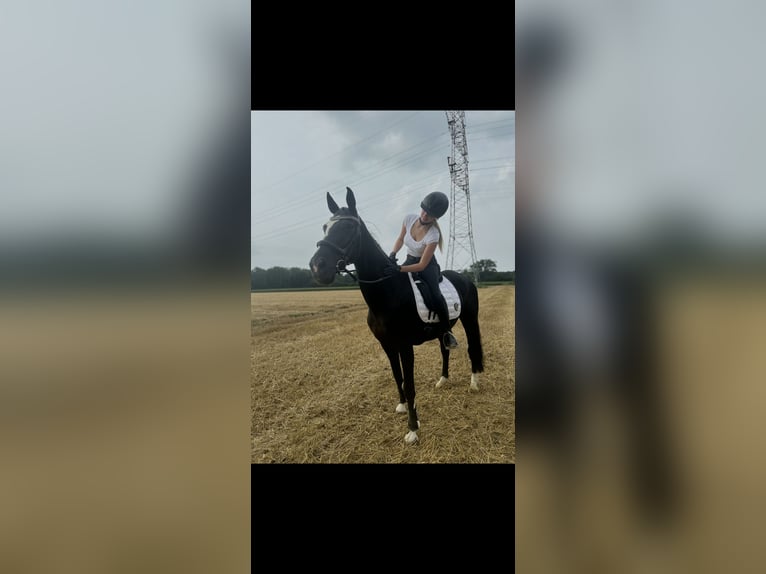 Westfale Stute 20 Jahre 165 cm Rappe in Dortmund