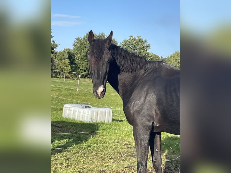 Westfale Stute 20 Jahre 172 cm Dunkelbrauner in Wingst