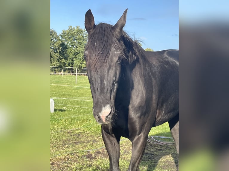 Westfale Stute 20 Jahre 172 cm Dunkelbrauner in Wingst